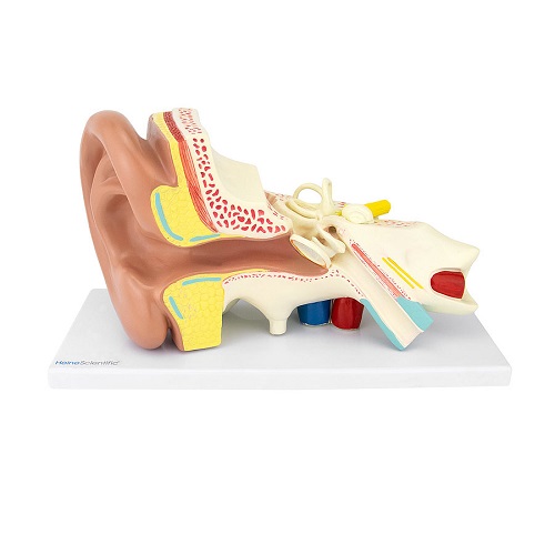 Anatomical Ear Model Enlarged